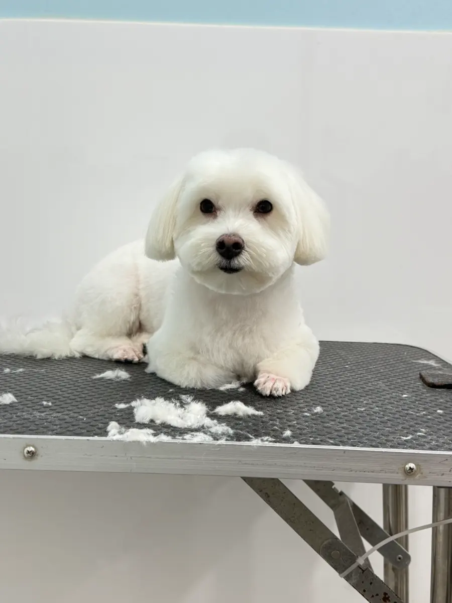 Grooming thumbnail 5