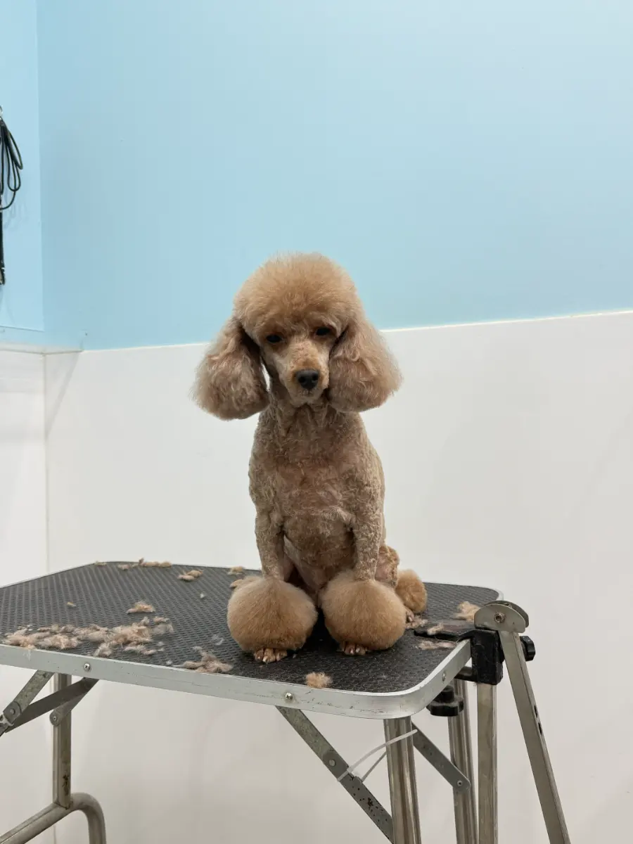 Grooming thumbnail 6