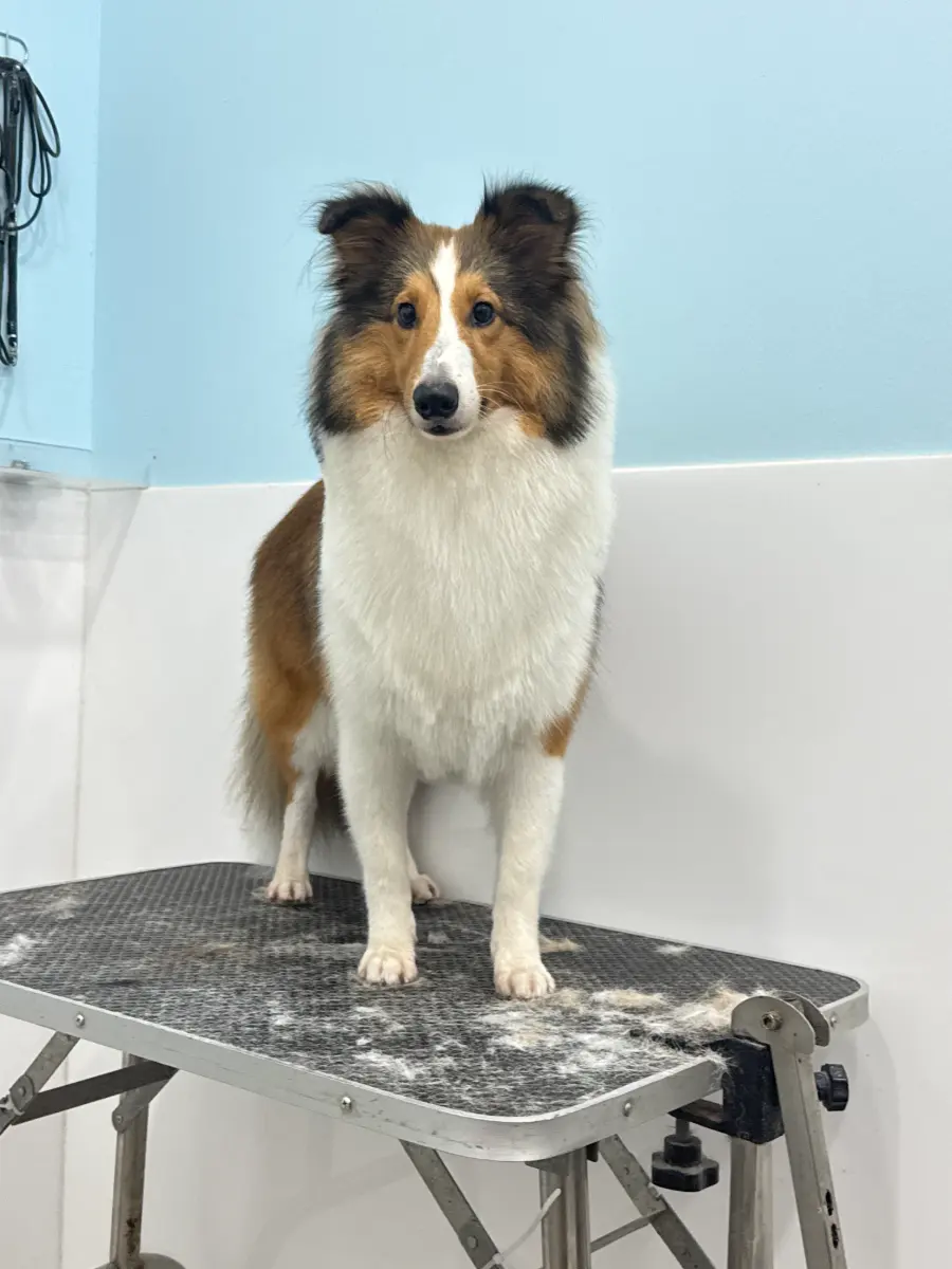Grooming thumbnail 8