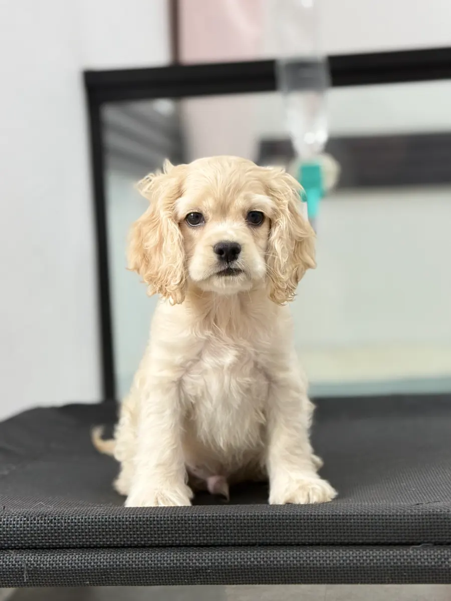 Enzo